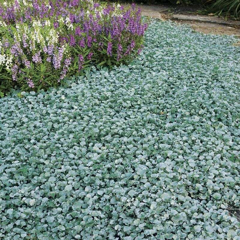 Dichondra Keeping Bare Spots Cool And Green Dichondra Keeping Bare Spots Cool And Green