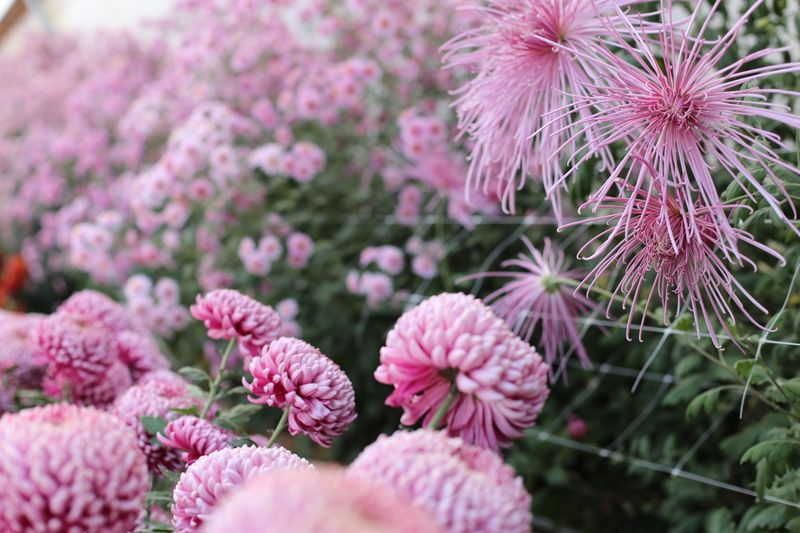 Different Mum Varieties Reach Bud Stage At Different Times Different Mum Varieties Reach Bud Stage At Different Times