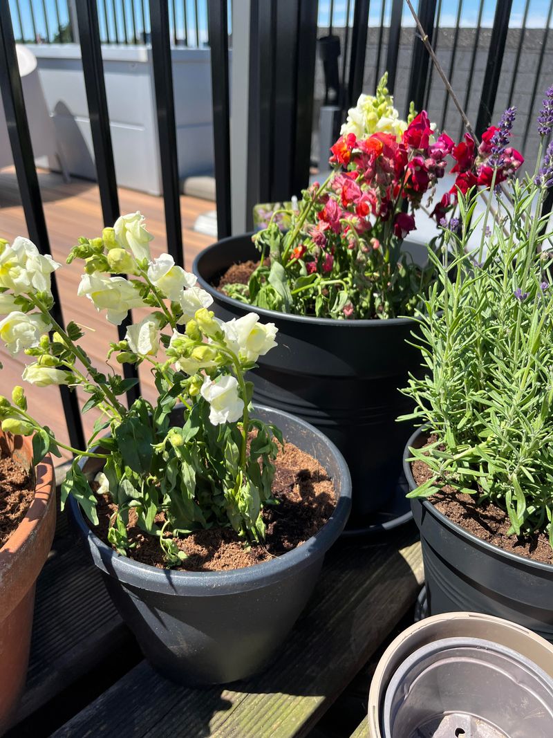 Different Sizes Fit Beds Borders And Containers