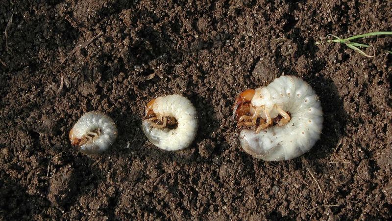 Dig A Small Section To Count Grubs Visible Dig A Small Section To Count Grubs Visible