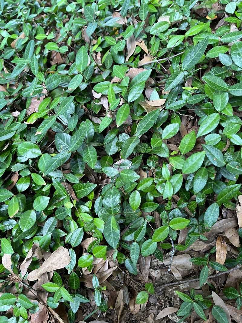 Dig Out Rooted Nodes Around The Shrub