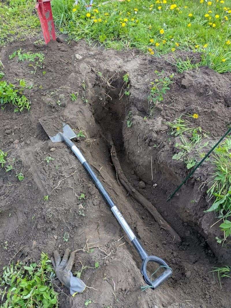 Digging Can Spread Established Patches Digging Can Spread Established Patches