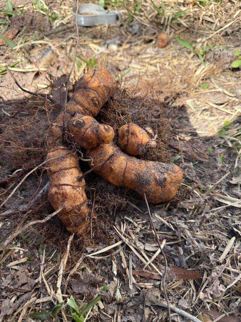 Digging Out Roots Without Spreading Pieces Around Digging Out Roots Without Spreading Pieces Around