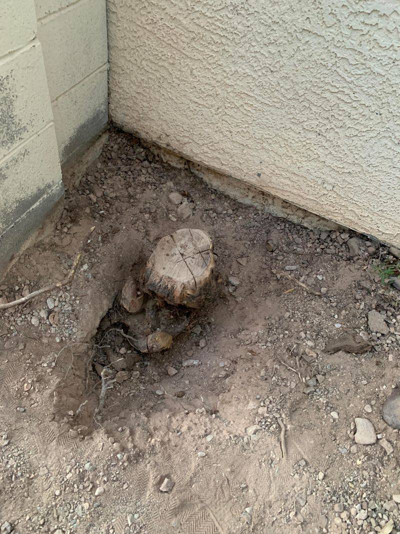 Digging Out The Buried Wood Is The Only Lasting Fix