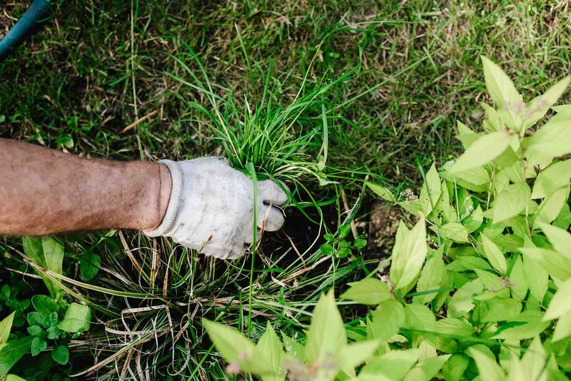 Digging Out The Entire Clump Can Help With Small Patches