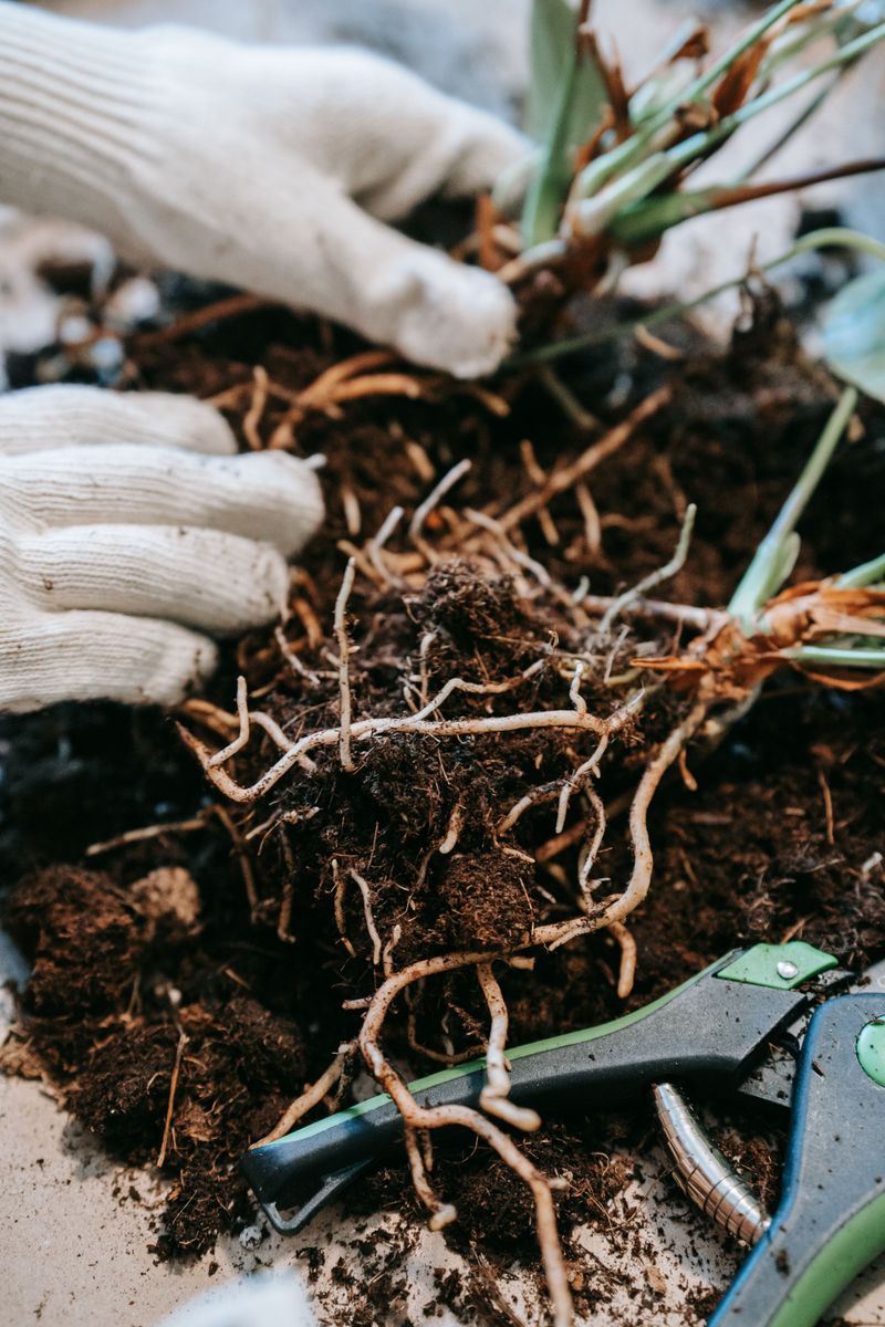Digging Up And Separating The Root Clump