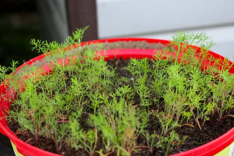 Dill Gets Fresh Growth Going For The Cooler Season