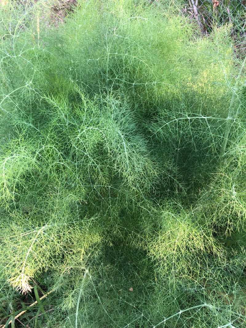 Dill Dill