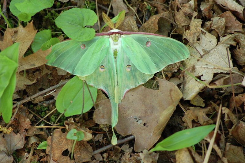 Dim The Porch Lights For Better Moth Visits Dim The Porch Lights For Better Moth Visits