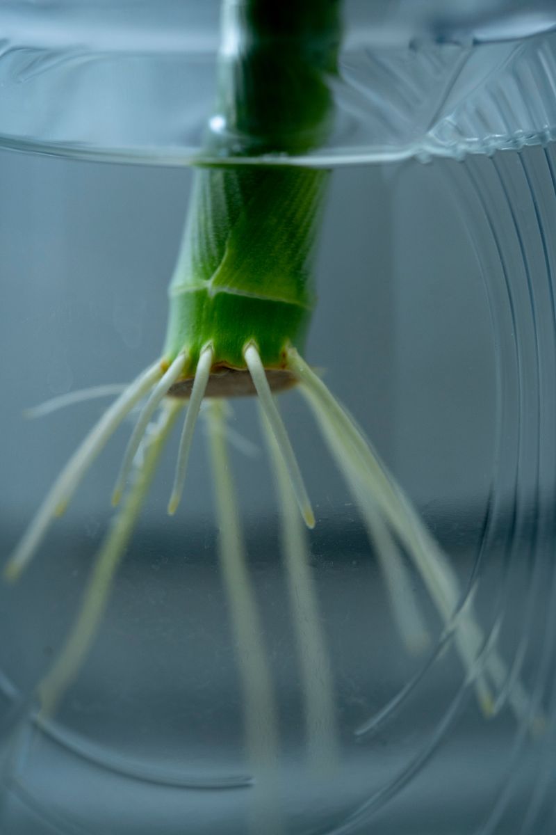 Dip Cut Ends In Rooting Hormone