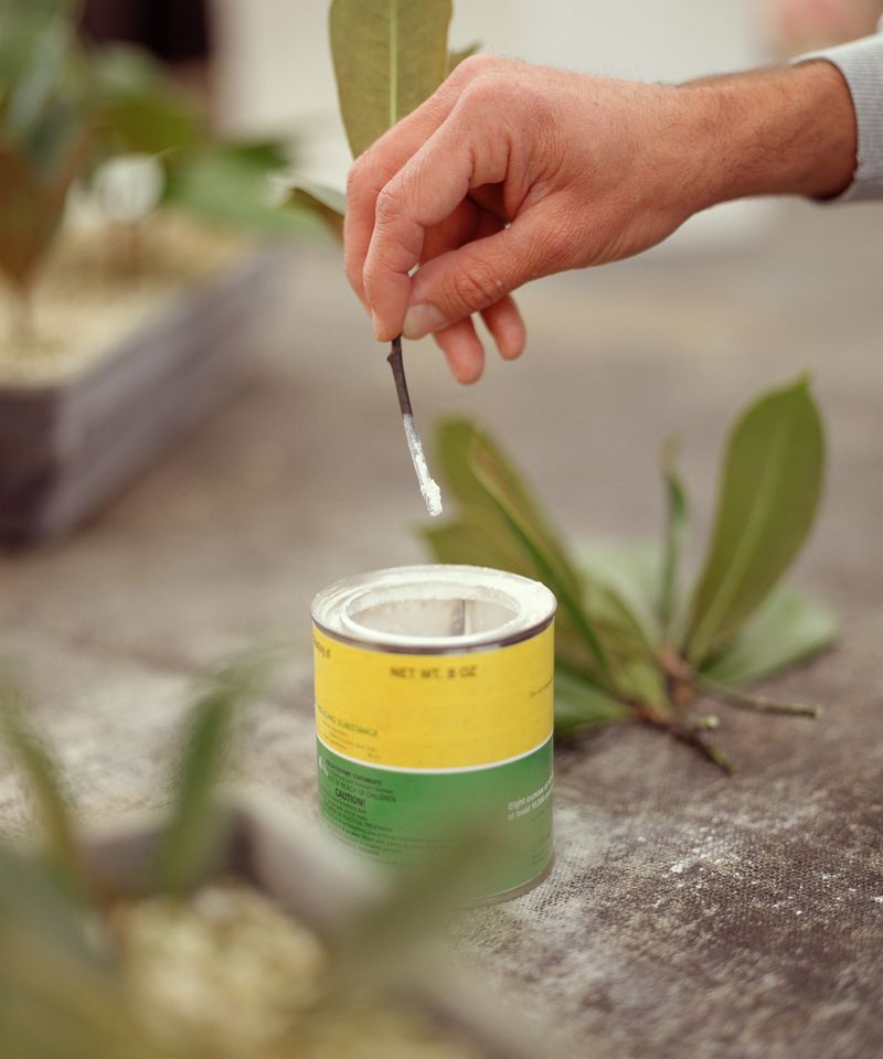 Dip The Base In Rooting Hormone Dip The Base In Rooting Hormone