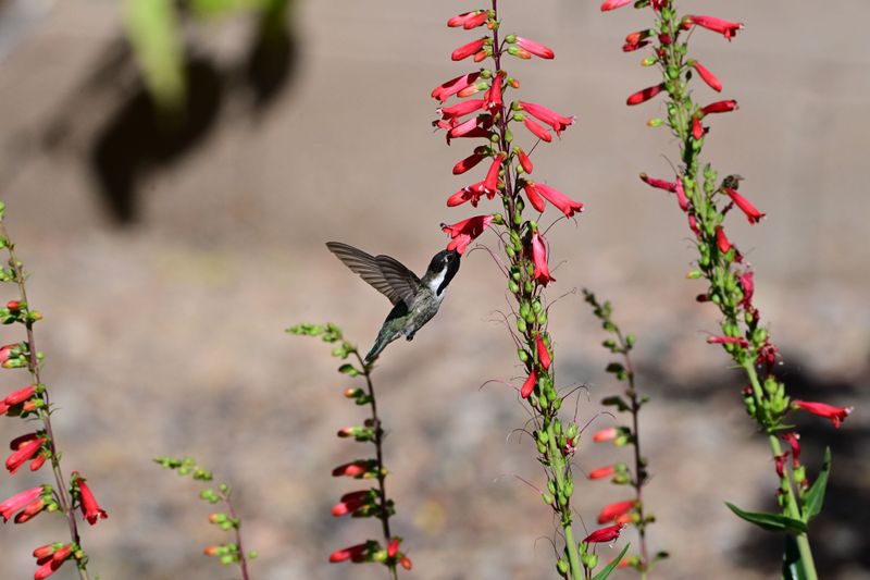 Direct Afternoon Sun That Spoils Nectar Fast