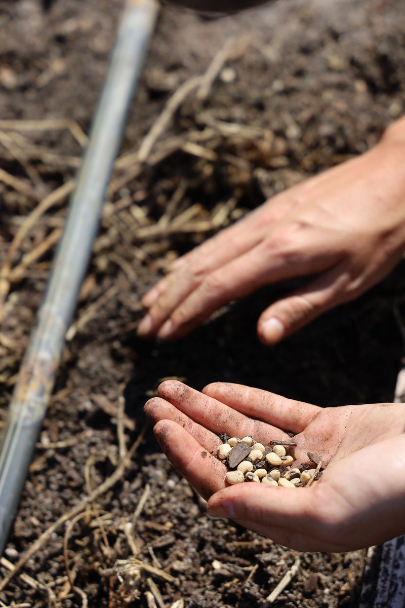 Direct Sow Beets, Chard, And Beans