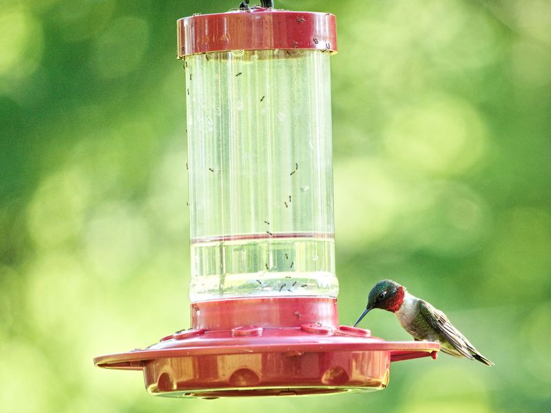 Dirty Feeders Discourage Repeat Visits Dirty Feeders Discourage Repeat Visits