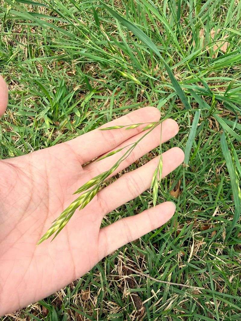 Discover The Native Grass That Helps Keep Them Away