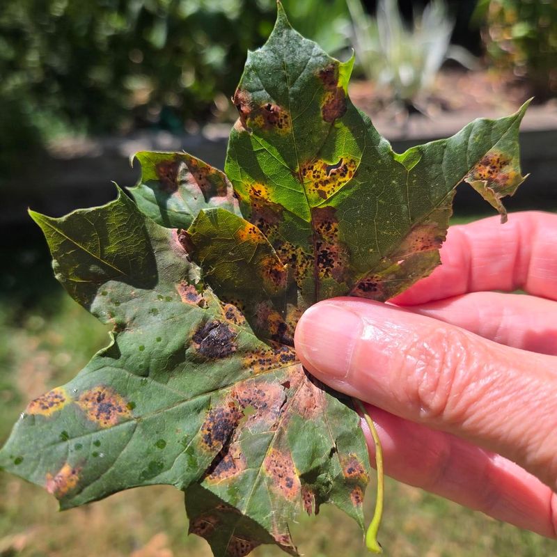 Disease And Pest Damage That Trigger Premature Leaf Loss