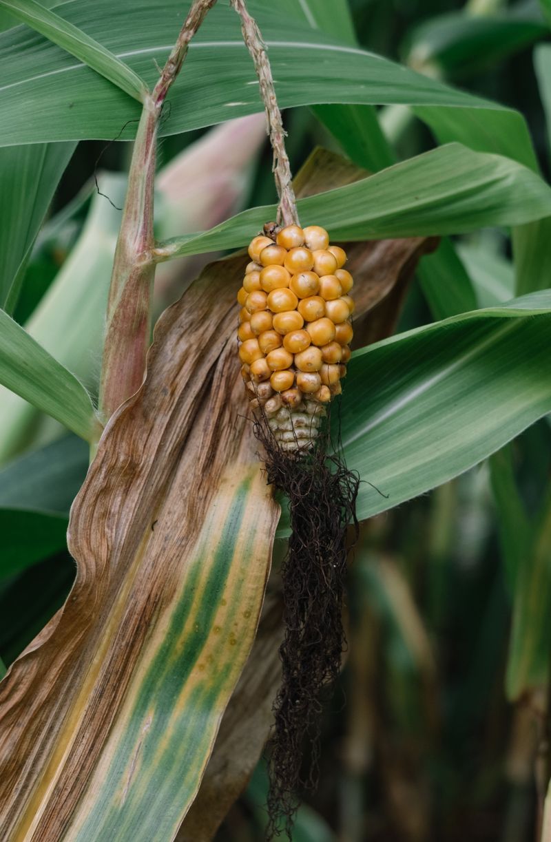 Disease Pressure Builds In Humid Conditions