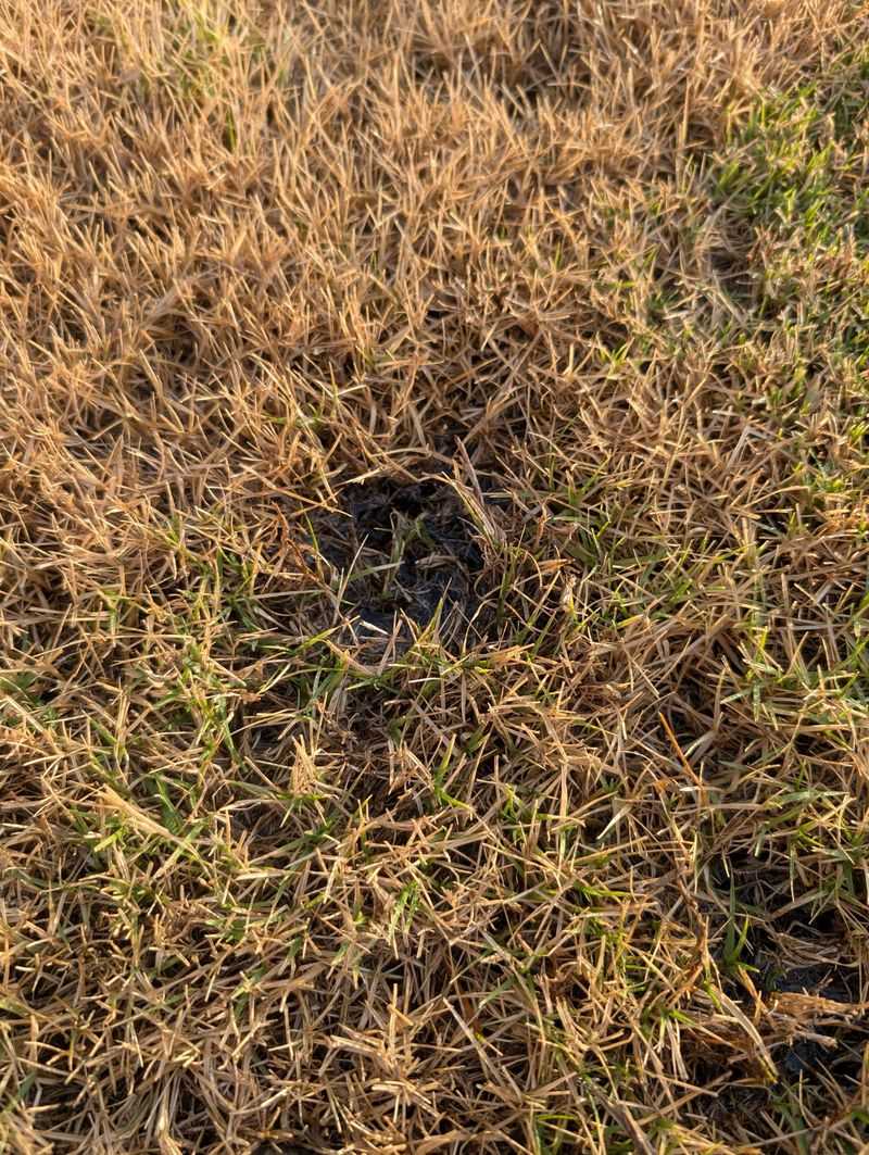 Disease Pressure Rises With Lush Late Growth