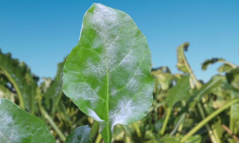 Diseased Stems Are The Big Exception