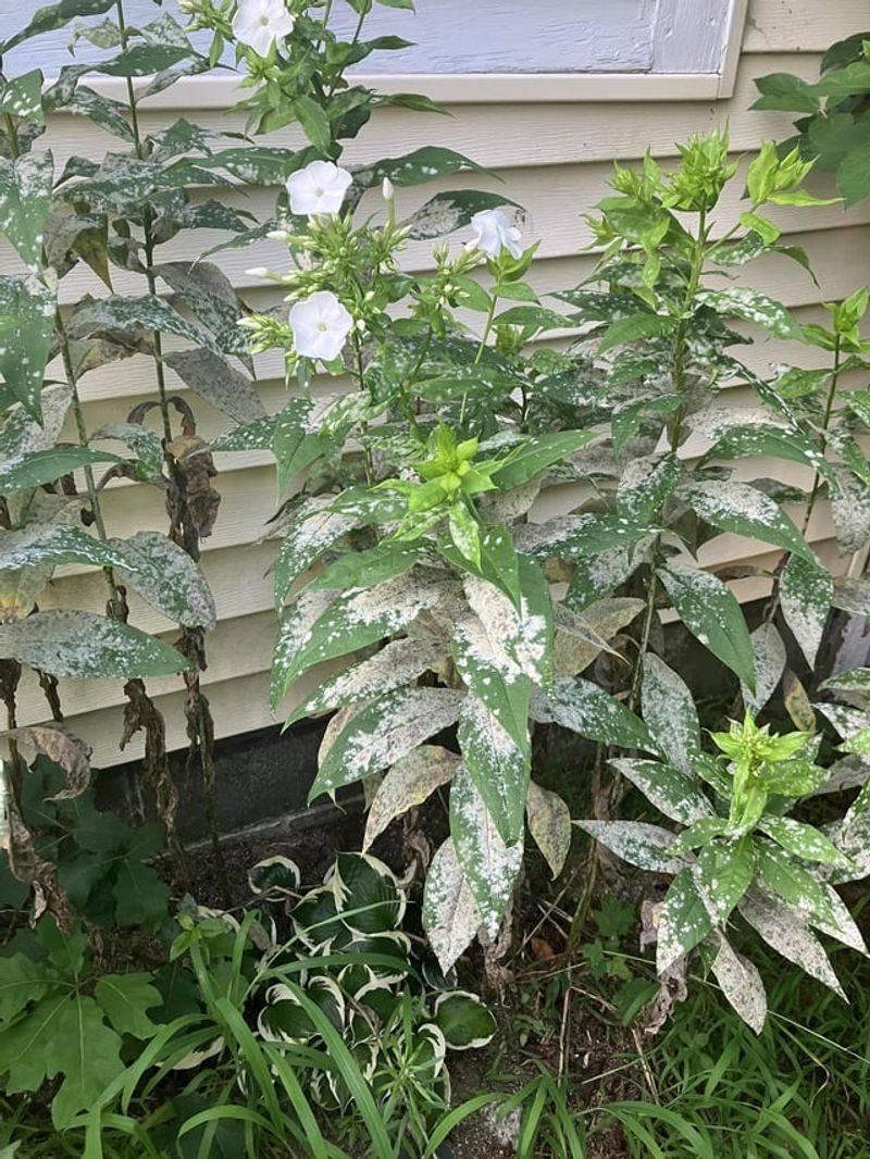 Disinfect Pruners Between Affected Plants Disinfect Pruners Between Affected Plants