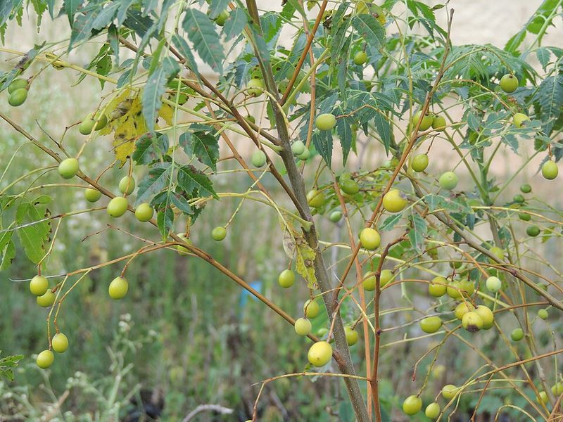 Distinctive Leaves And Yellow Fruit Help Confirm Its Identity Distinctive Leaves And Yellow Fruit Help Confirm Its Identity