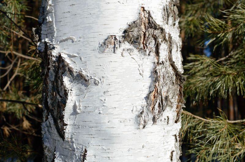 Distinctive White Bark Adds Year-Round Appeal Distinctive White Bark Adds Year-Round Appeal