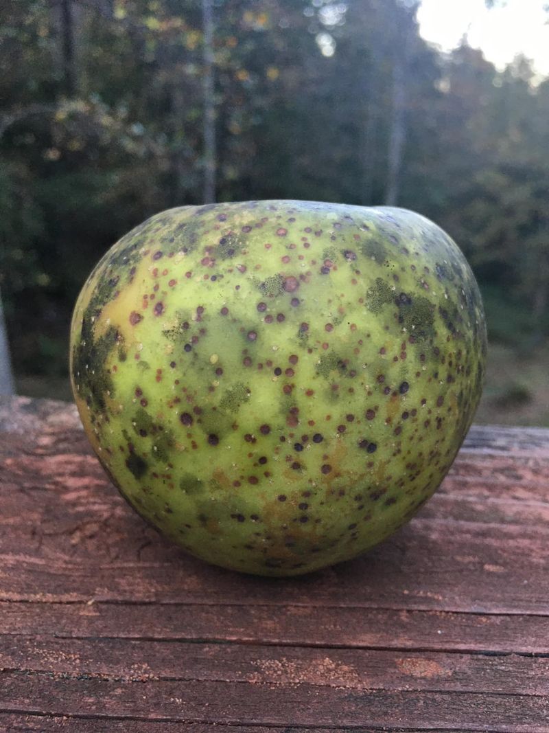 Distinguishing Sooty Blotch From Other Apple Diseases Distinguishing Sooty Blotch From Other Apple Diseases