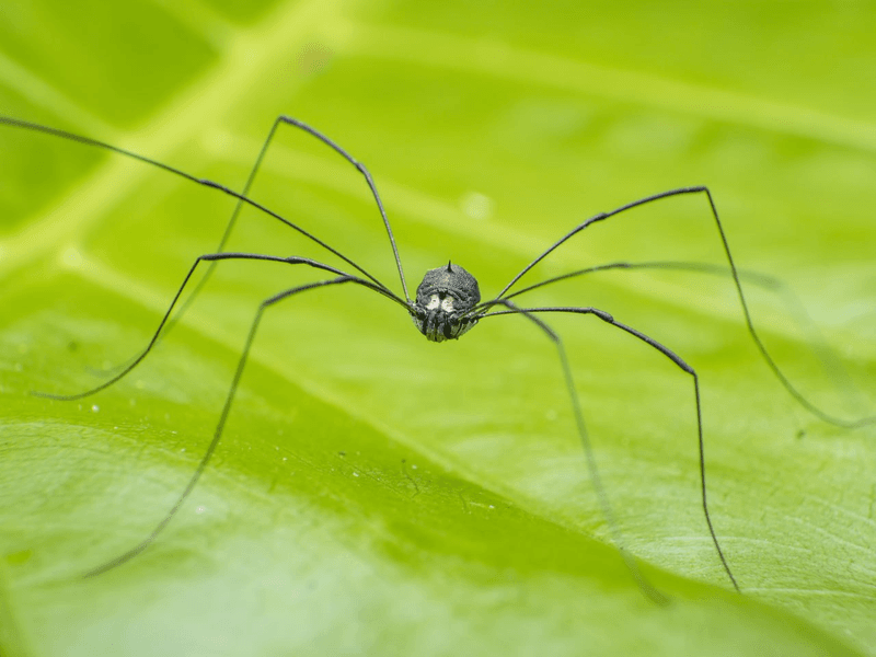 Distinguishing Them From True Spiders And Crane Flies Distinguishing Them From True Spiders And Crane Flies