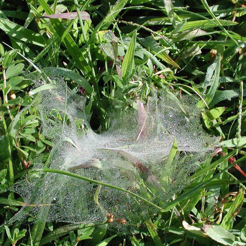Distinguishing This Webbing From Other Lawn Pests Distinguishing This Webbing From Other Lawn Pests