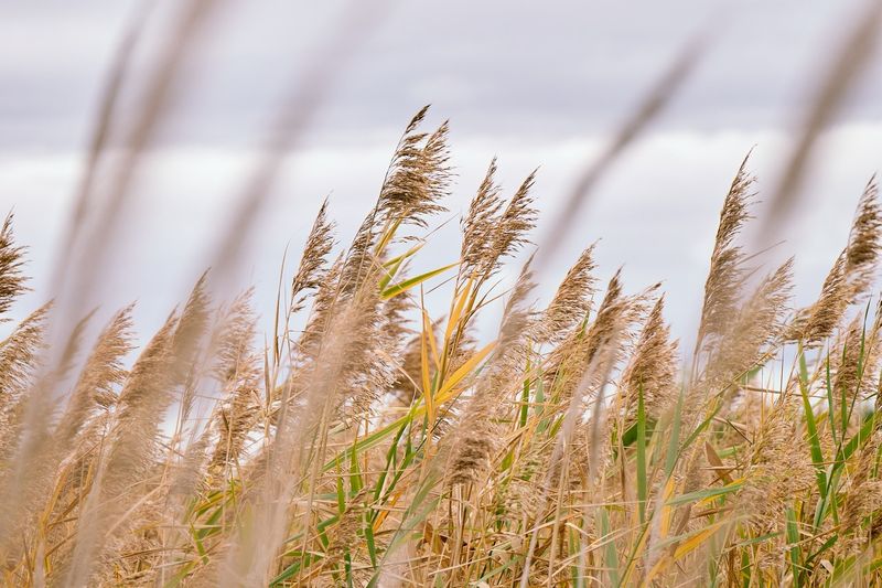 Ditches Give It Ideal Growing Conditions Ditches Give It Ideal Growing Conditions