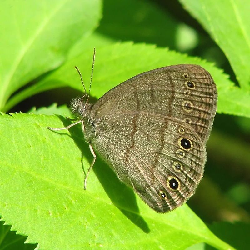 Ditching Broad Sprays Protects The Caterpillars You Want