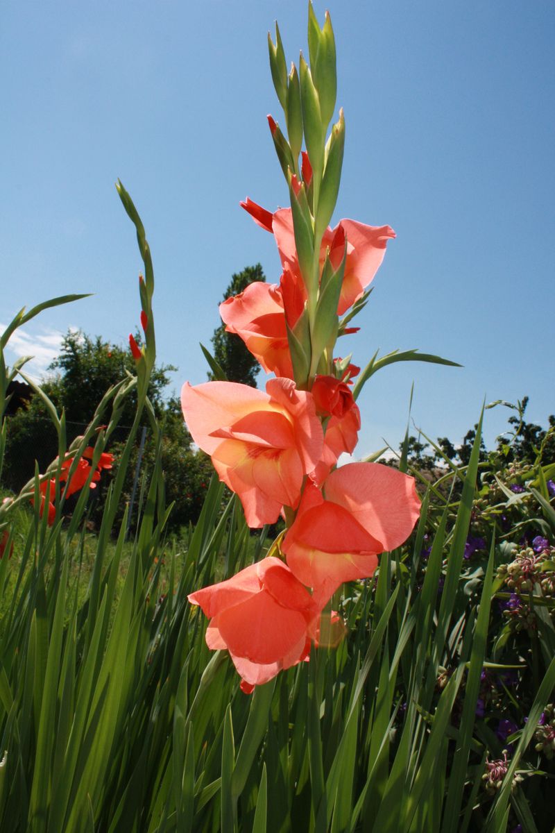 Divide And Replace Corms Regularly Divide And Replace Corms Regularly