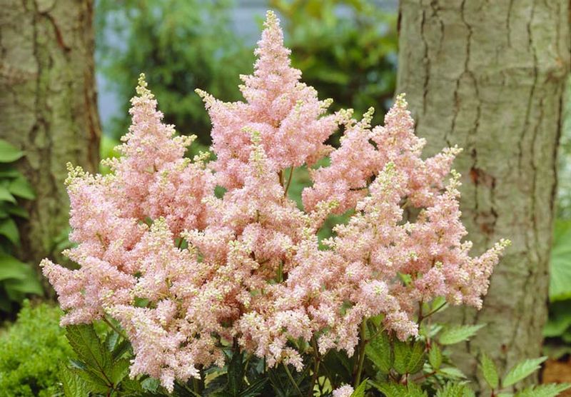 Divide Astilbe In Moist Shade