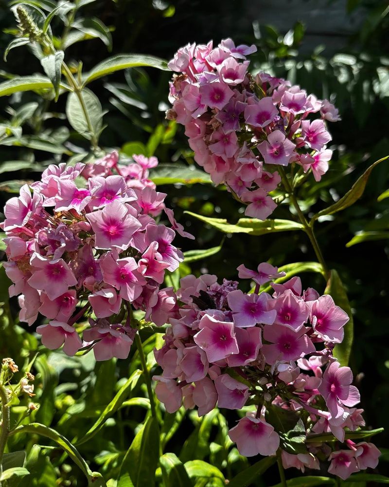 Divide Carolina Phlox Divide Carolina Phlox