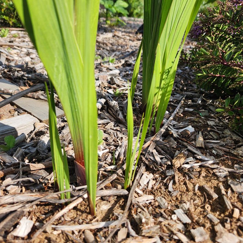 Divide Crowded Corms Every Few Years Divide Crowded Corms Every Few Years