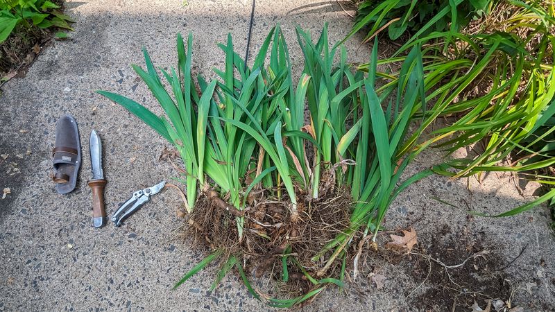 Divide Crowded Iris Clumps Before August Ends