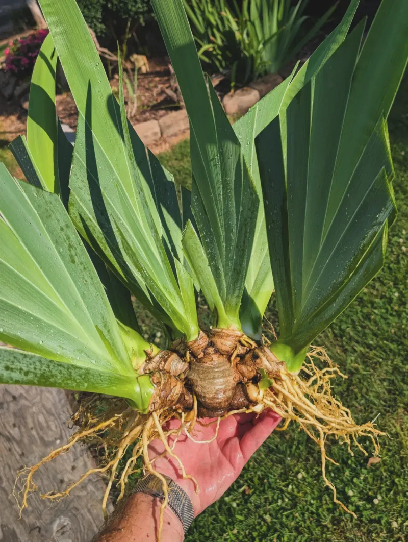 Divide Crowded Iris Clumps