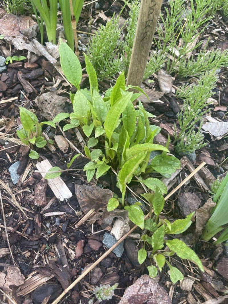 Divide Crowded Plants When Cooler Weather Arrives