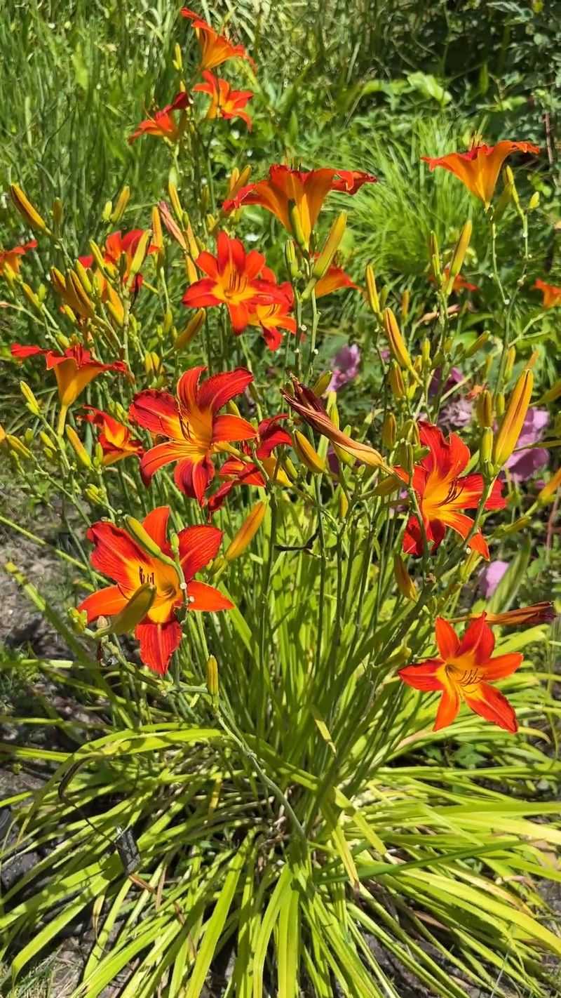 Divide Daylilies