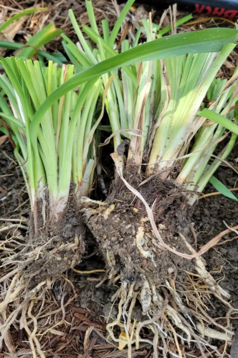 Divide Daylilies When The Clump Stops Blooming Well
