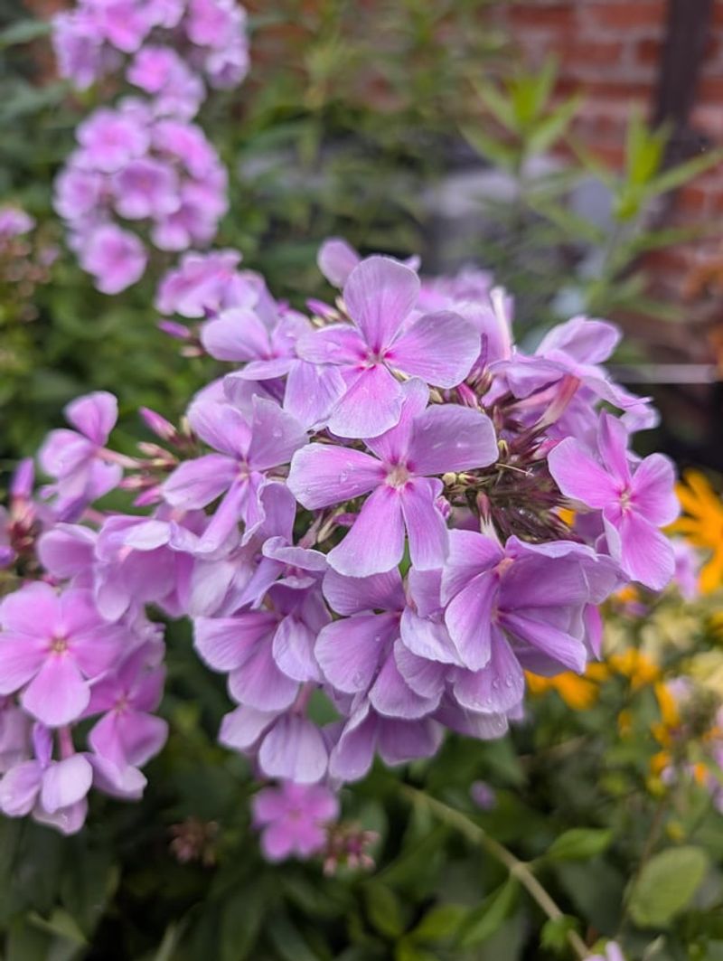 Divide Garden Phlox