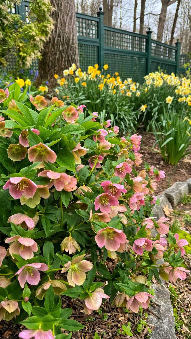Divide Hellebores Divide Hellebores