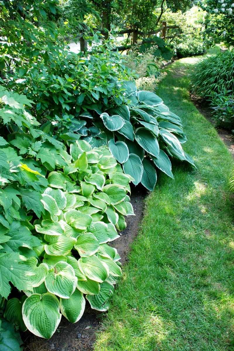Divide Hostas From Established Clumps