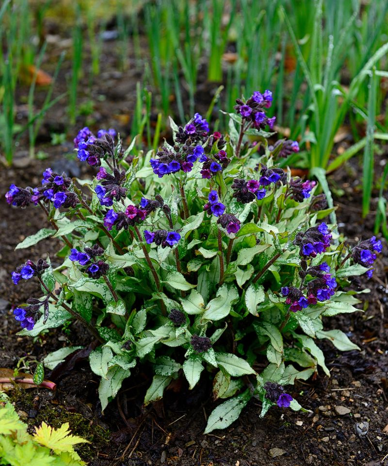 Divide Lungwort Where Shade Beds Have Crowded