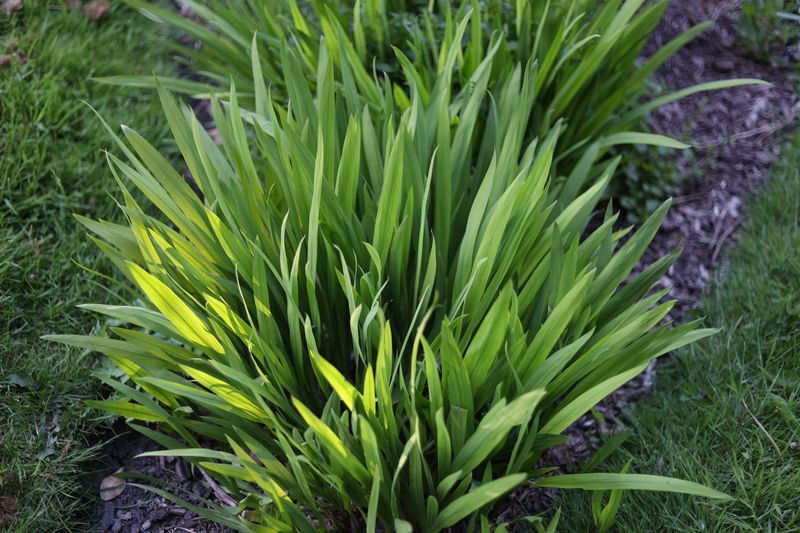Divide Overgrown Perennials Before Frost Hits