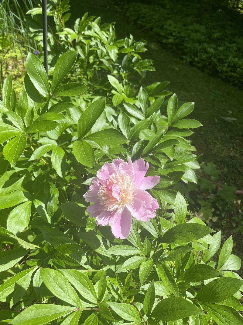 Divide Peonies As Fall Approaches