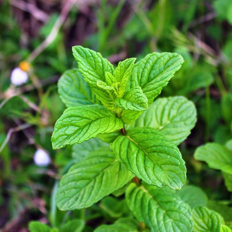 Divide Peppermint When The Roots Fill The Pot