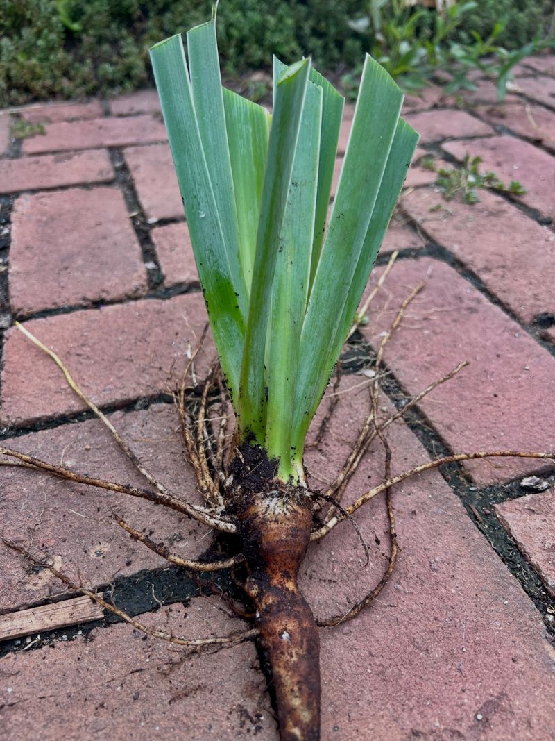 Divide Siberian Irises
