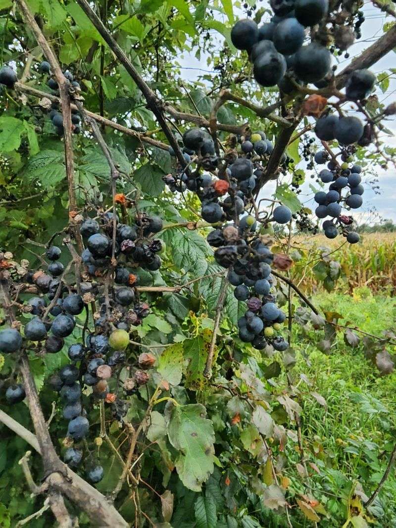 Do Not Assume Every Blue Berry On A Vine Is A Wild Grape Do Not Assume Every Blue Berry On A Vine Is A Wild Grape