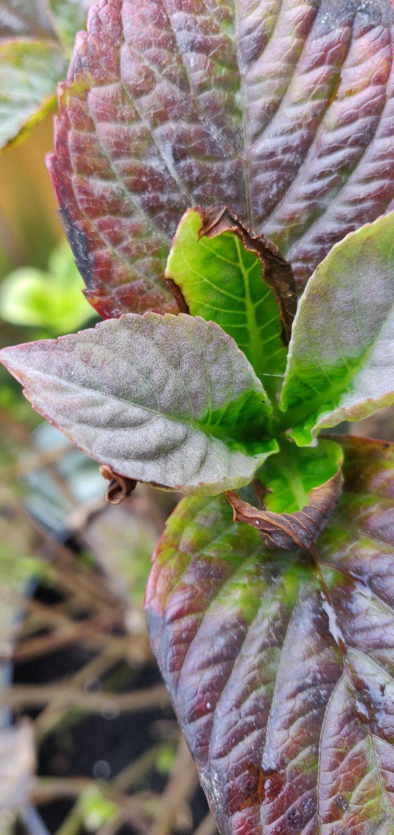 Do Not Blame Wet Leaves Alone